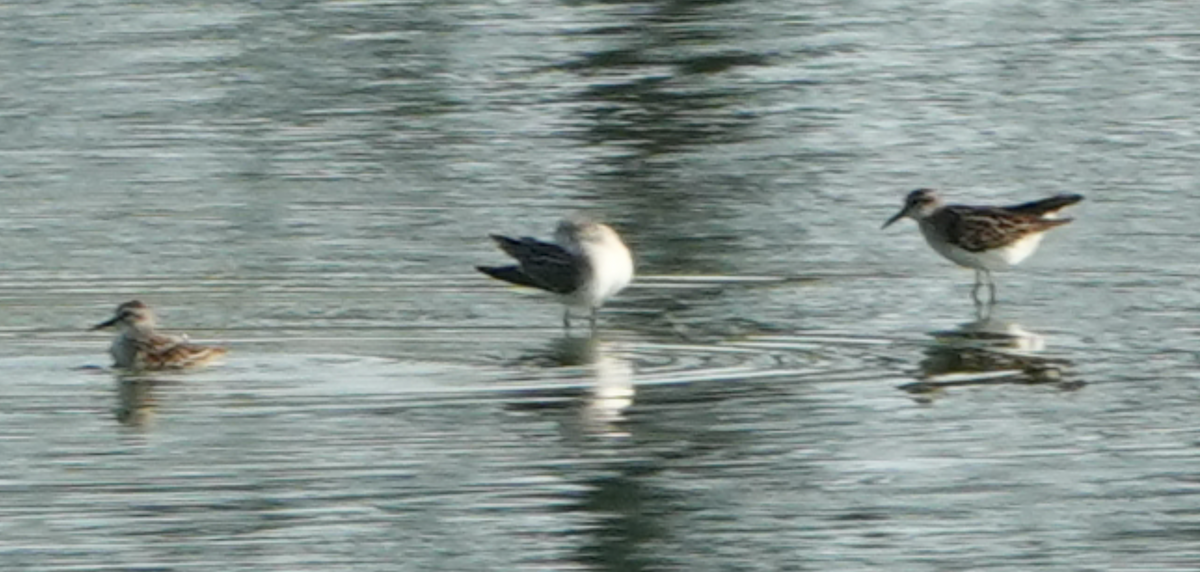 Least Sandpiper - Bart Williams