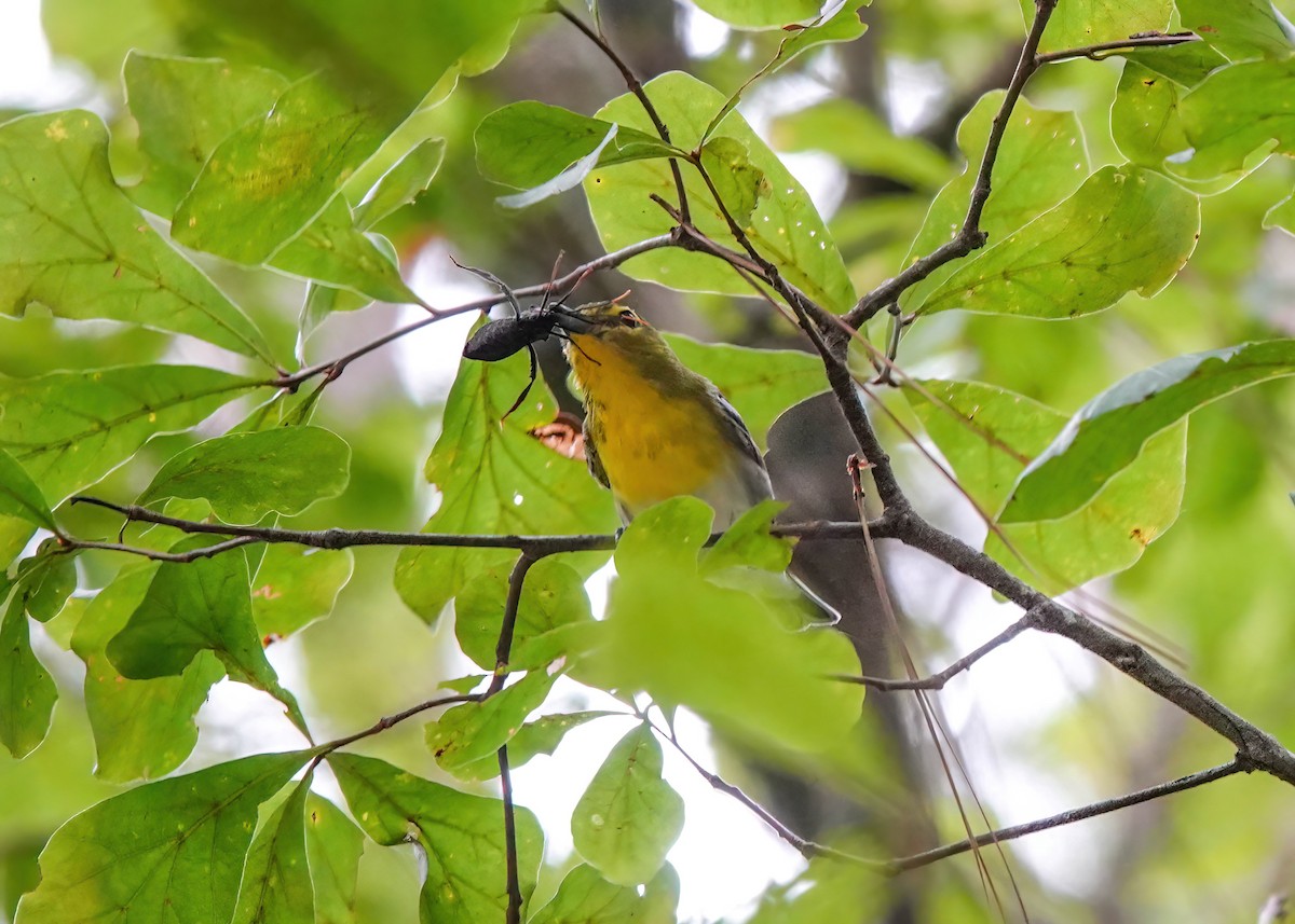 Yellow-throated Vireo - ML622885372