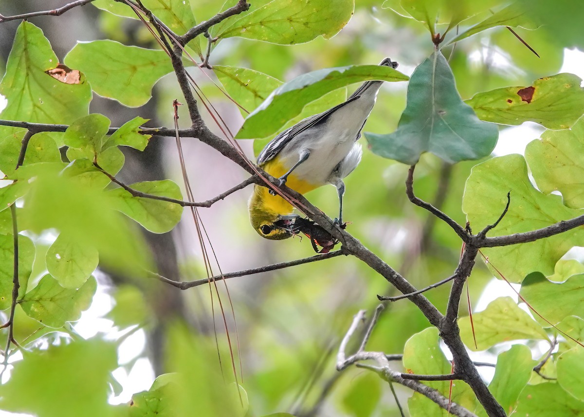 Yellow-throated Vireo - ML622885379
