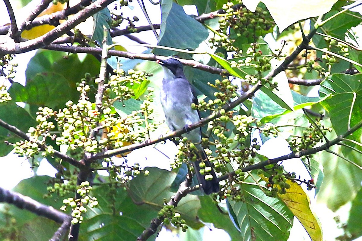 Cinereous Bulbul - ML622885383