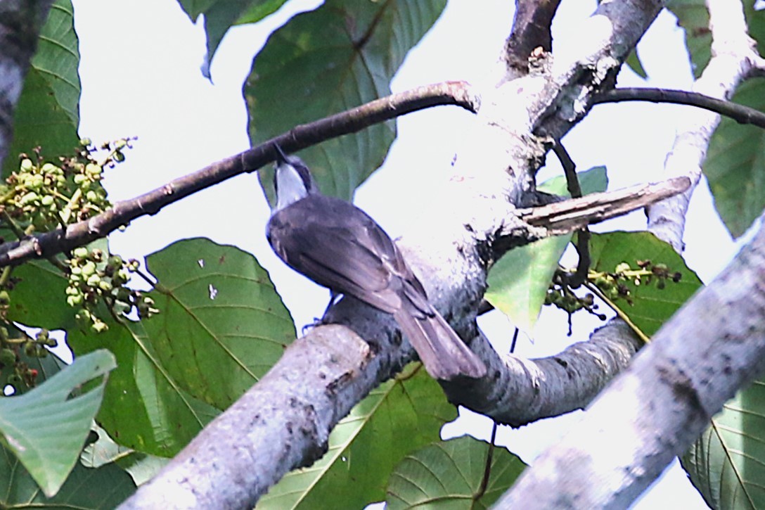 Cinereous Bulbul - ML622885398