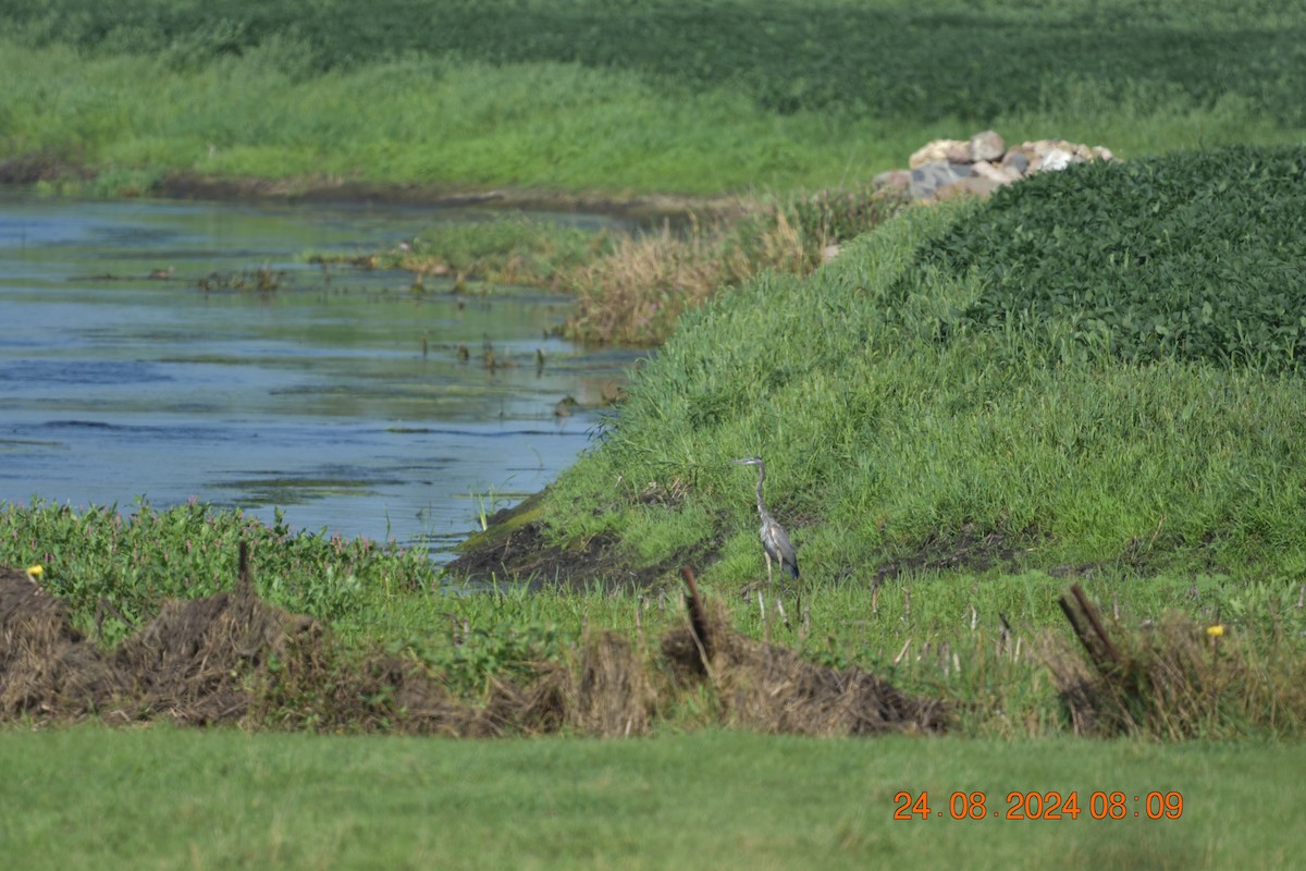 Great Blue Heron - Christine Snyder