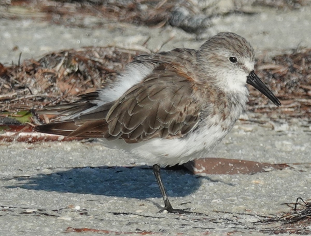 Semipalmated Sandpiper - Lilian Saul