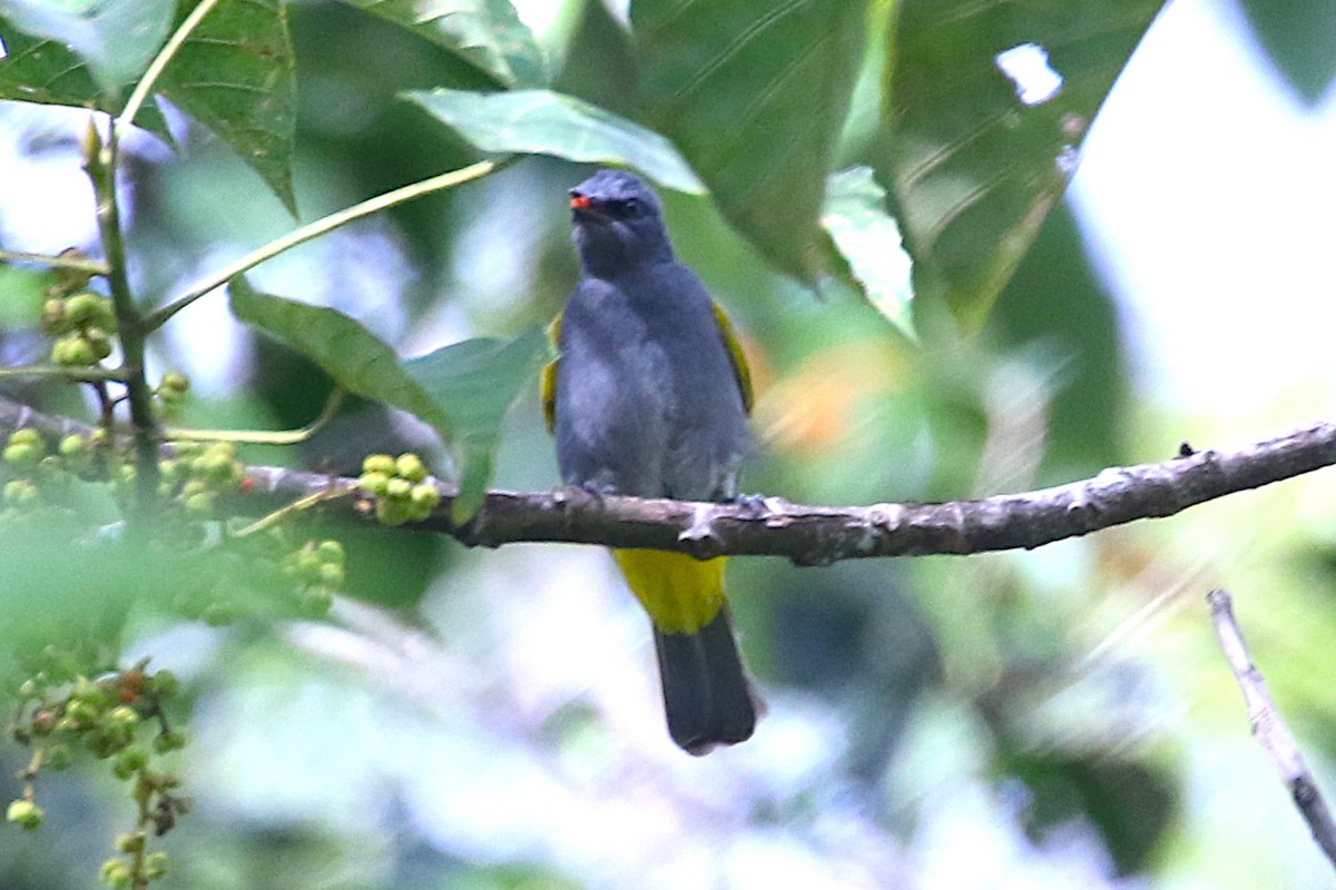 Gray-bellied Bulbul - ML622885428