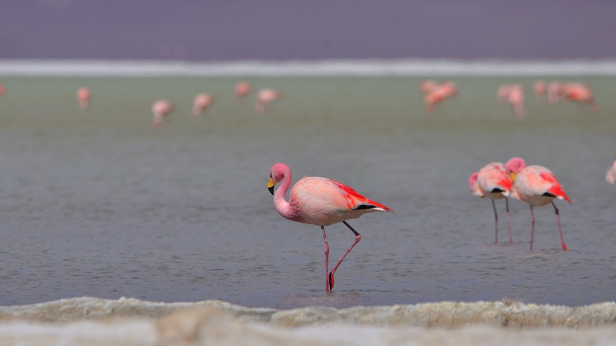 James's Flamingo - ML622885431