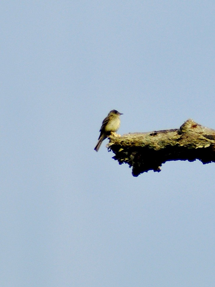 Eastern Wood-Pewee - Joanne Moffett