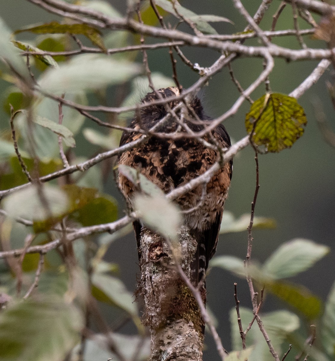 Andean Potoo - ML622885514