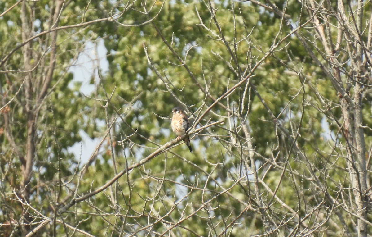 American Kestrel - John McKay