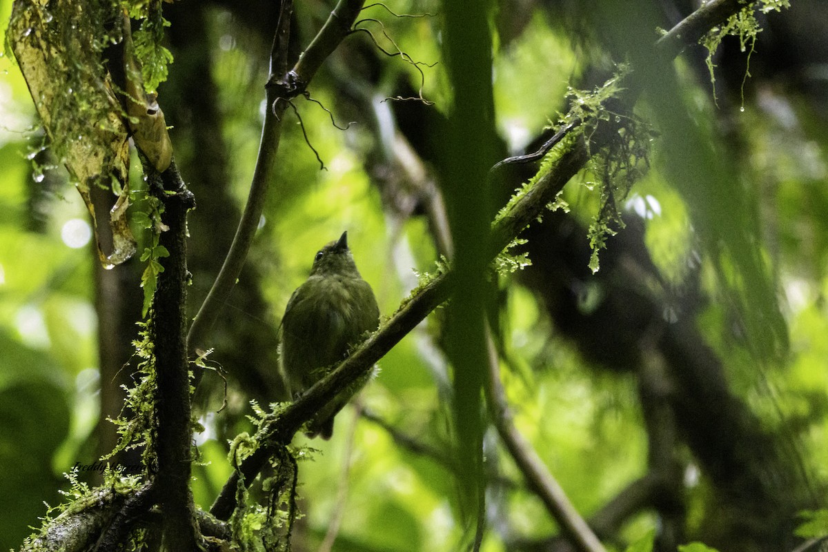 Orange-collared Manakin - ML622885699