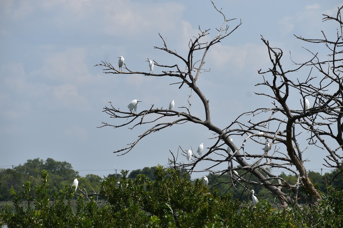 Snowy Egret - ML622885729