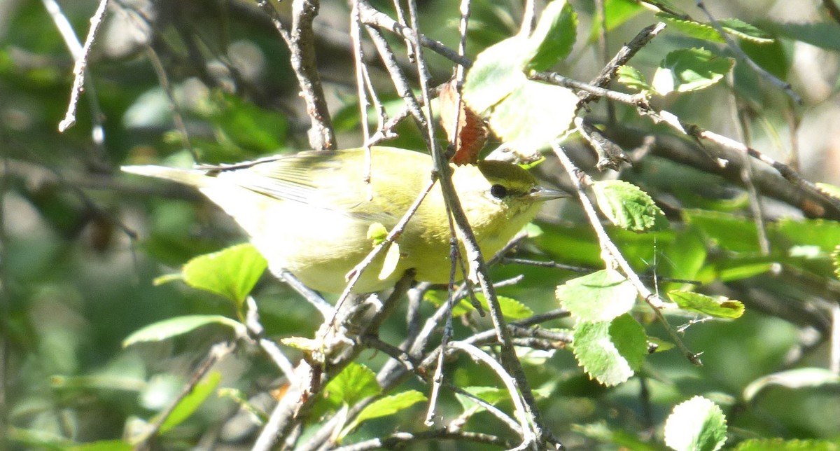 Tennessee Warbler - ML622885790