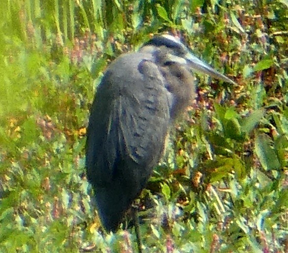 Great Blue Heron - ML622885820