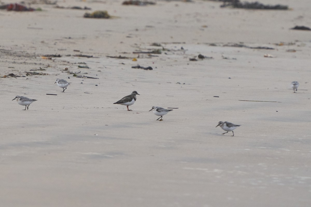 Ruddy Turnstone - Samantha Vincentini