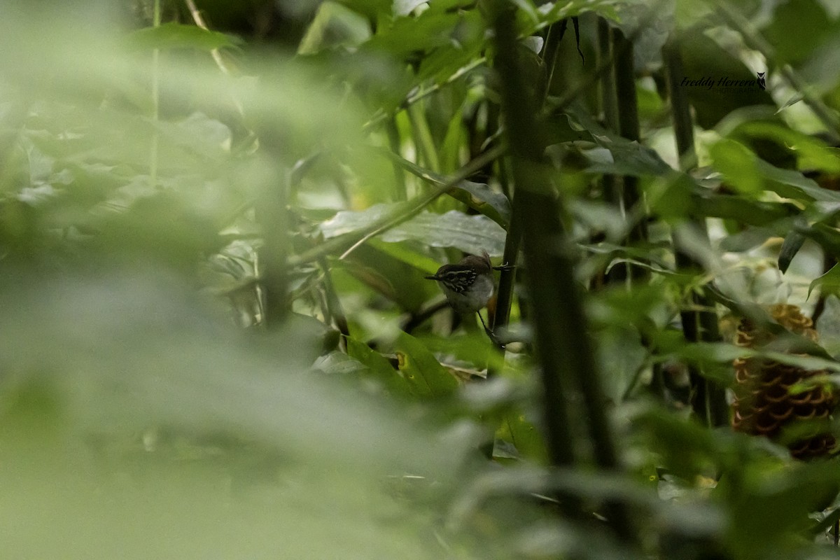 White-breasted Wood-Wren - ML622886125