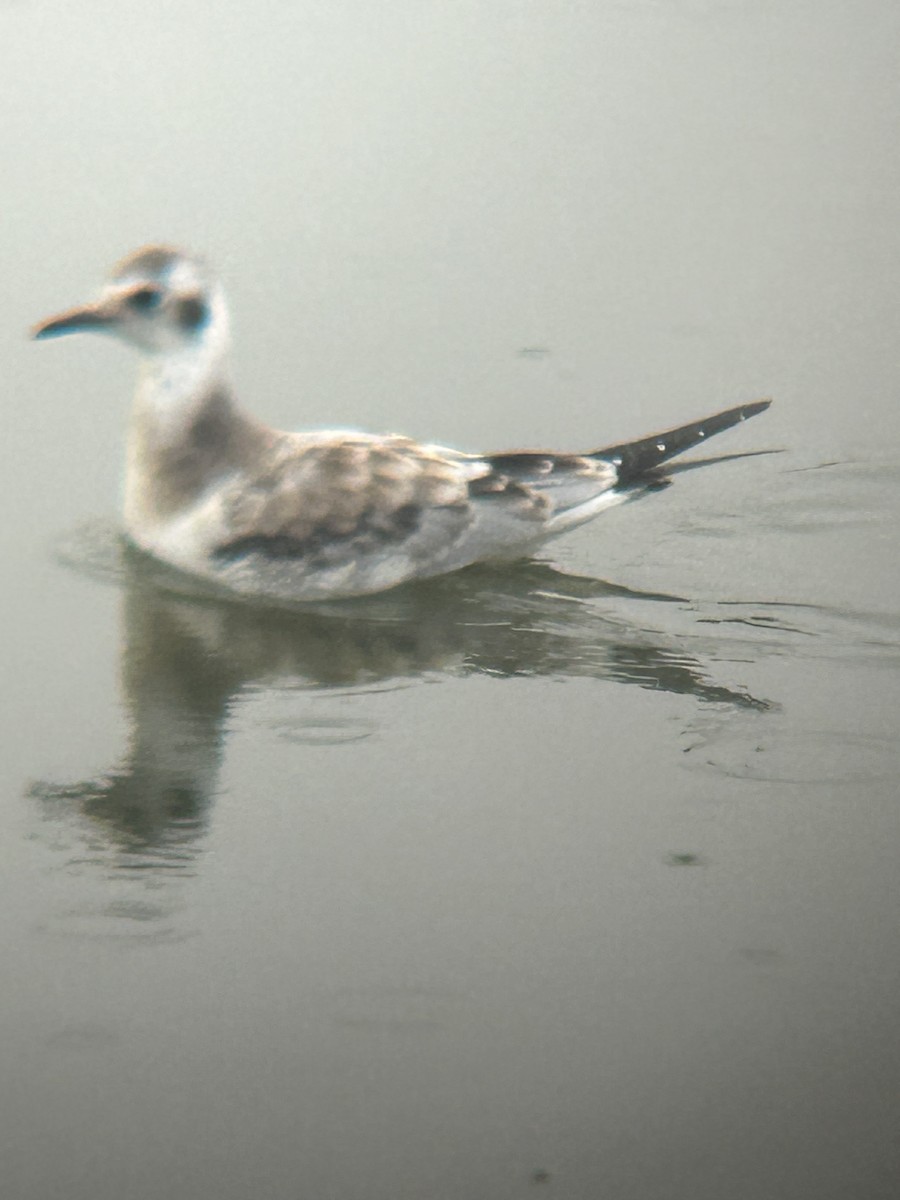 Bonaparte's Gull - ML622886140