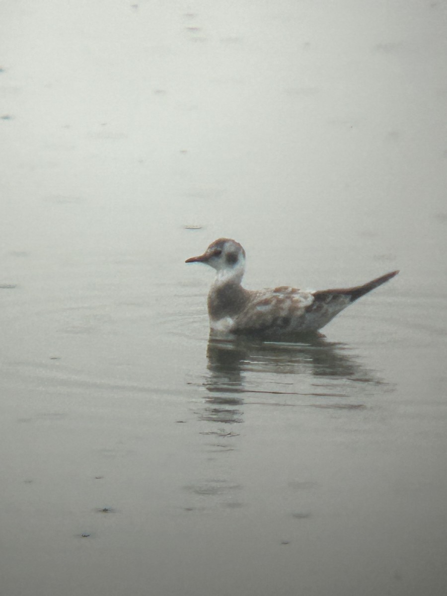 Bonaparte's Gull - ML622886141