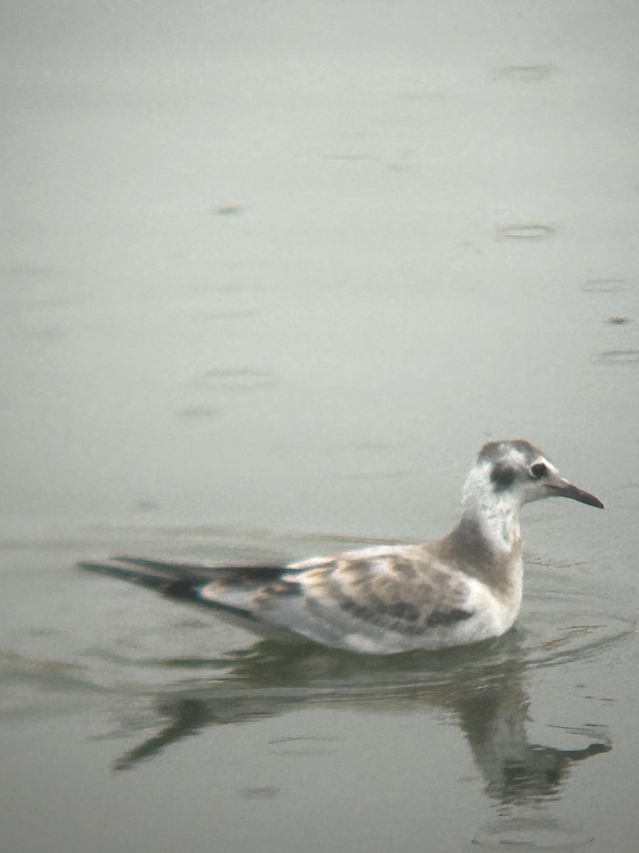 Bonaparte's Gull - ML622886142