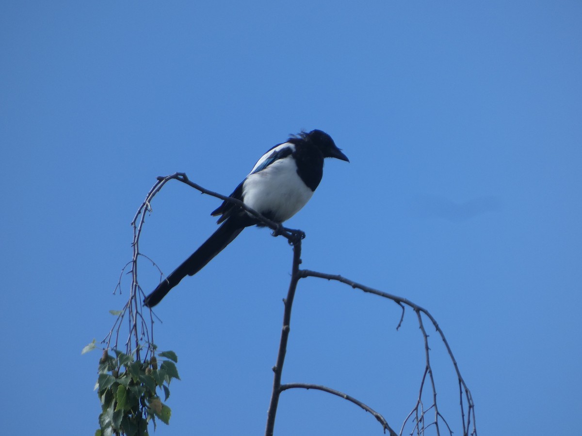 Eurasian Magpie (Eurasian) - ML622886144