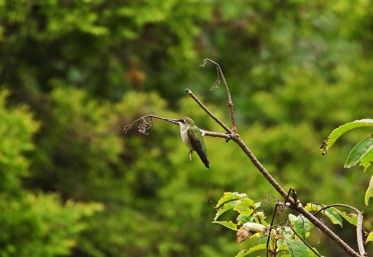 Ruby-throated Hummingbird - ML622886145