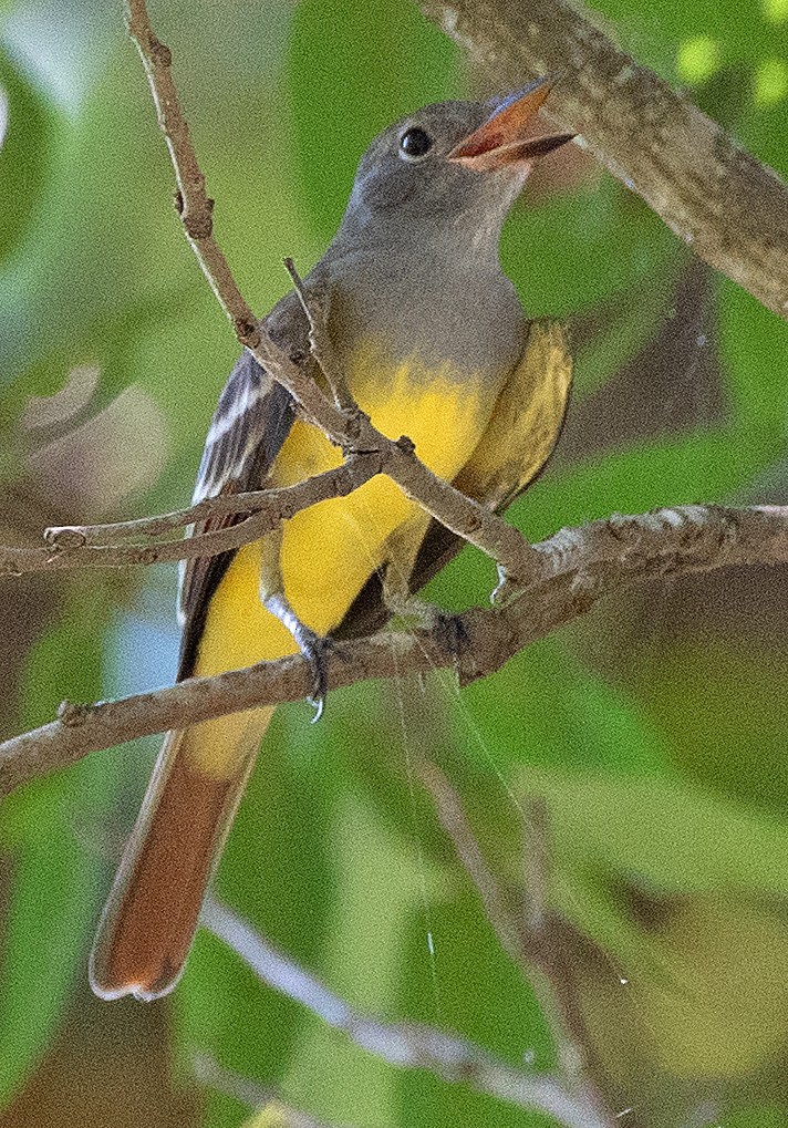 Great Crested Flycatcher - ML622886156