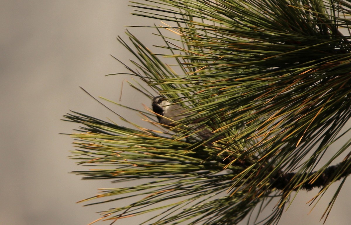 Mountain Chickadee (Pacific) - ML622886166