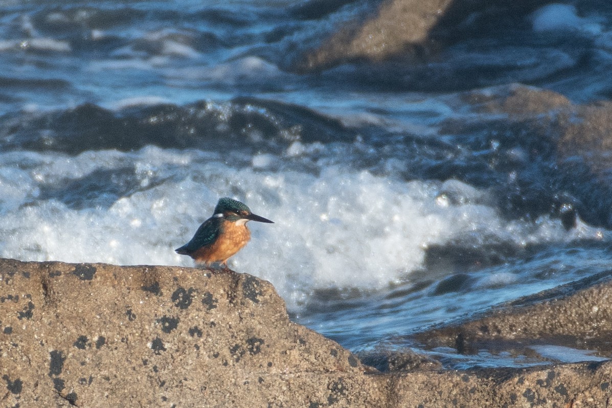 Martin-pêcheur d'Europe - ML622886167