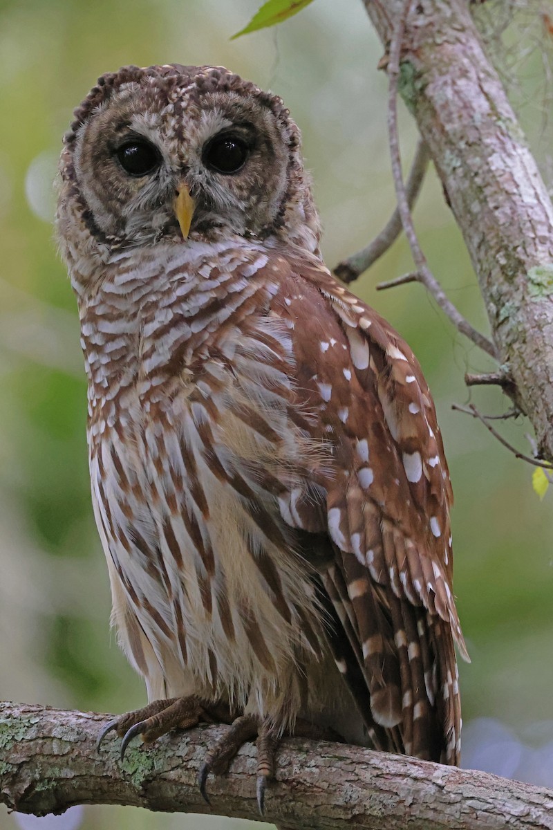 Barred Owl - ML622886213