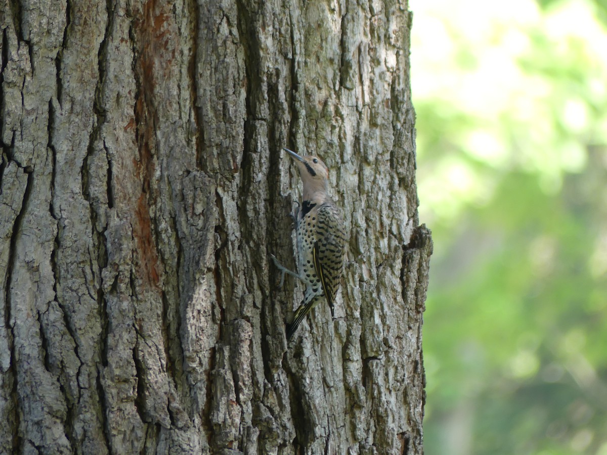 Northern Flicker - ML622886241