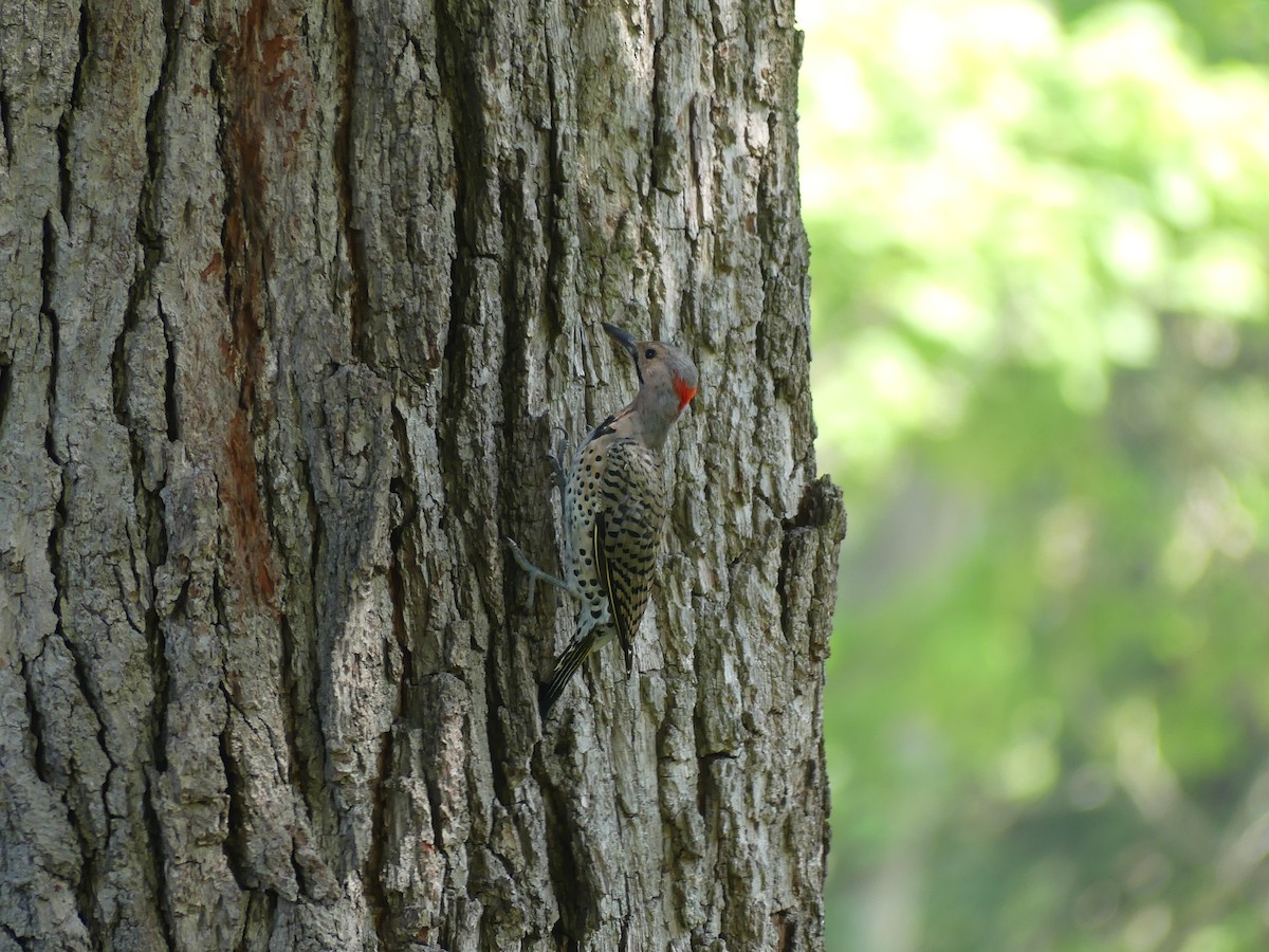 Northern Flicker - ML622886242