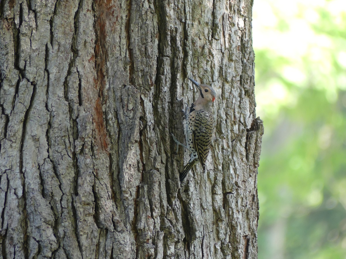 Northern Flicker - ML622886243