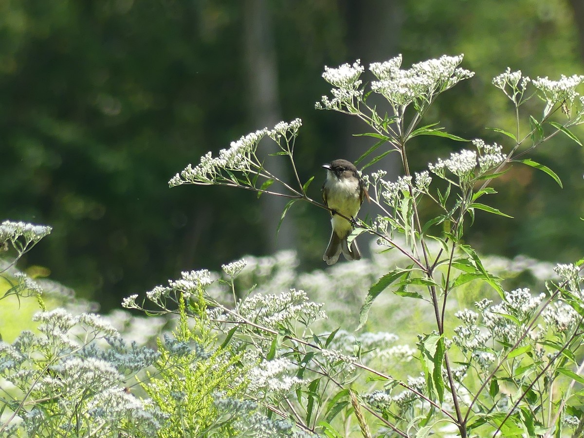 Eastern Phoebe - ML622886249