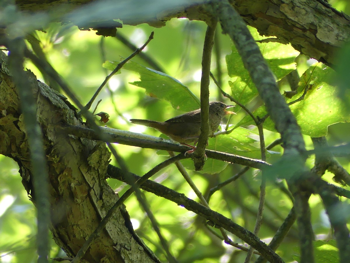 House Wren - Anonymous