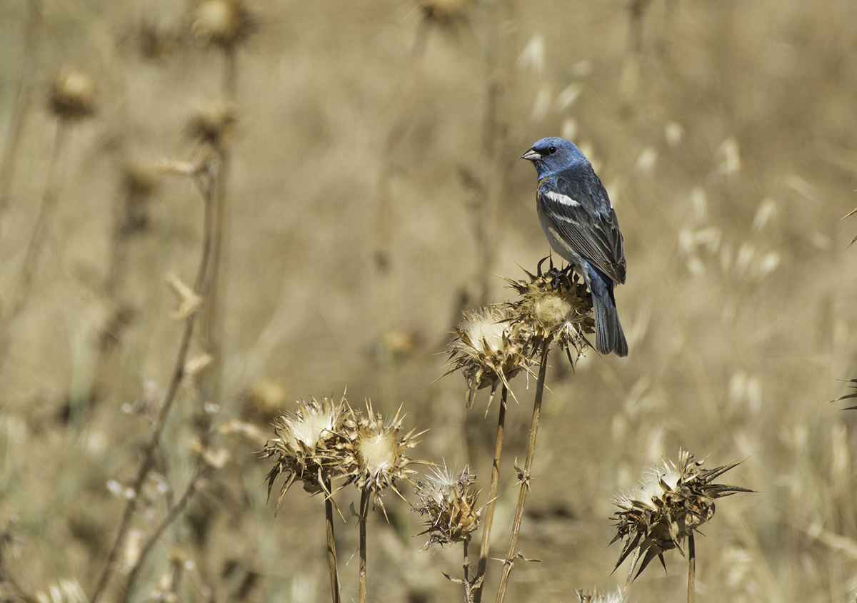 Lazuli Bunting - ML62288631