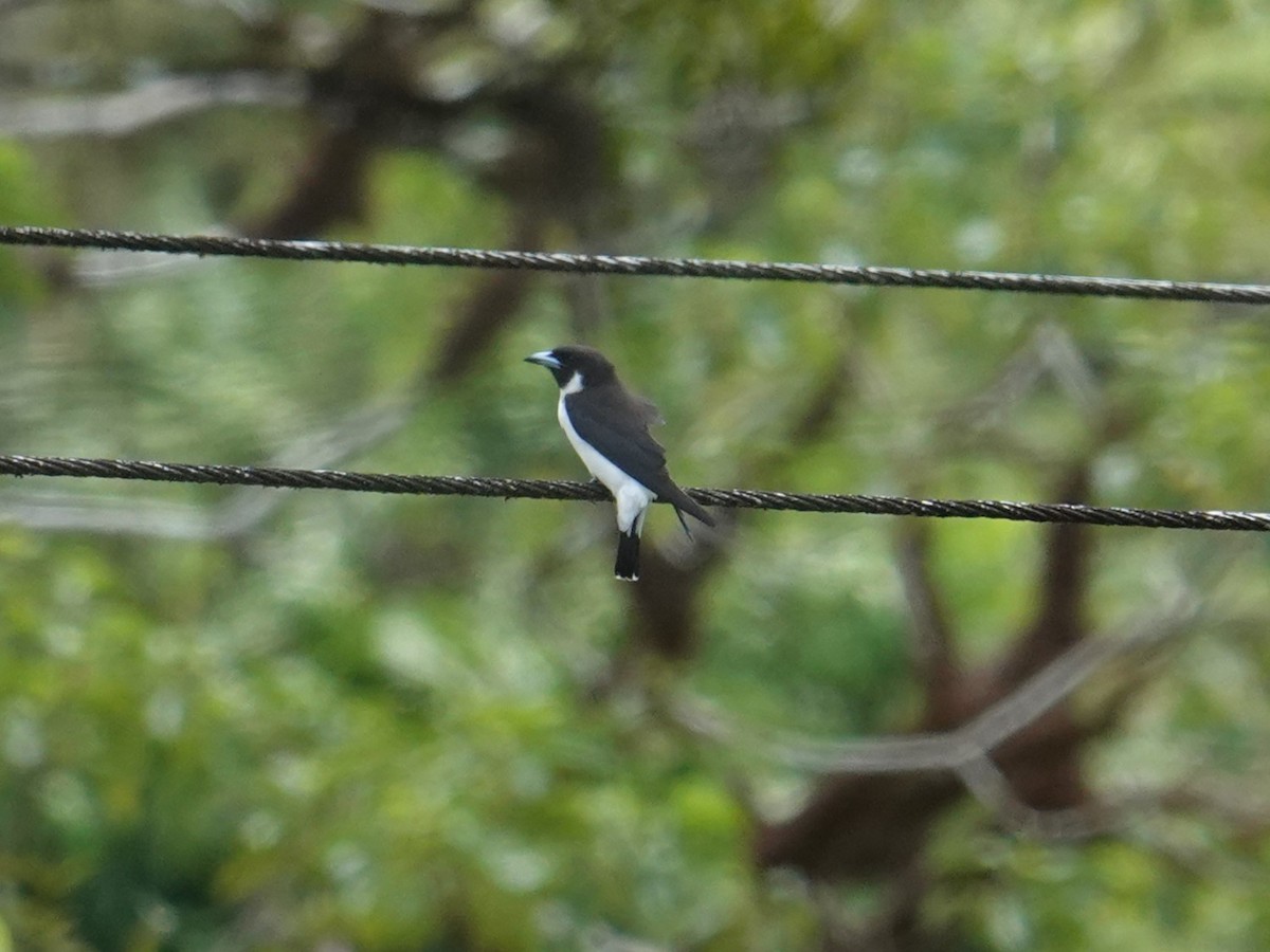 Fiji Woodswallow - ML622886386