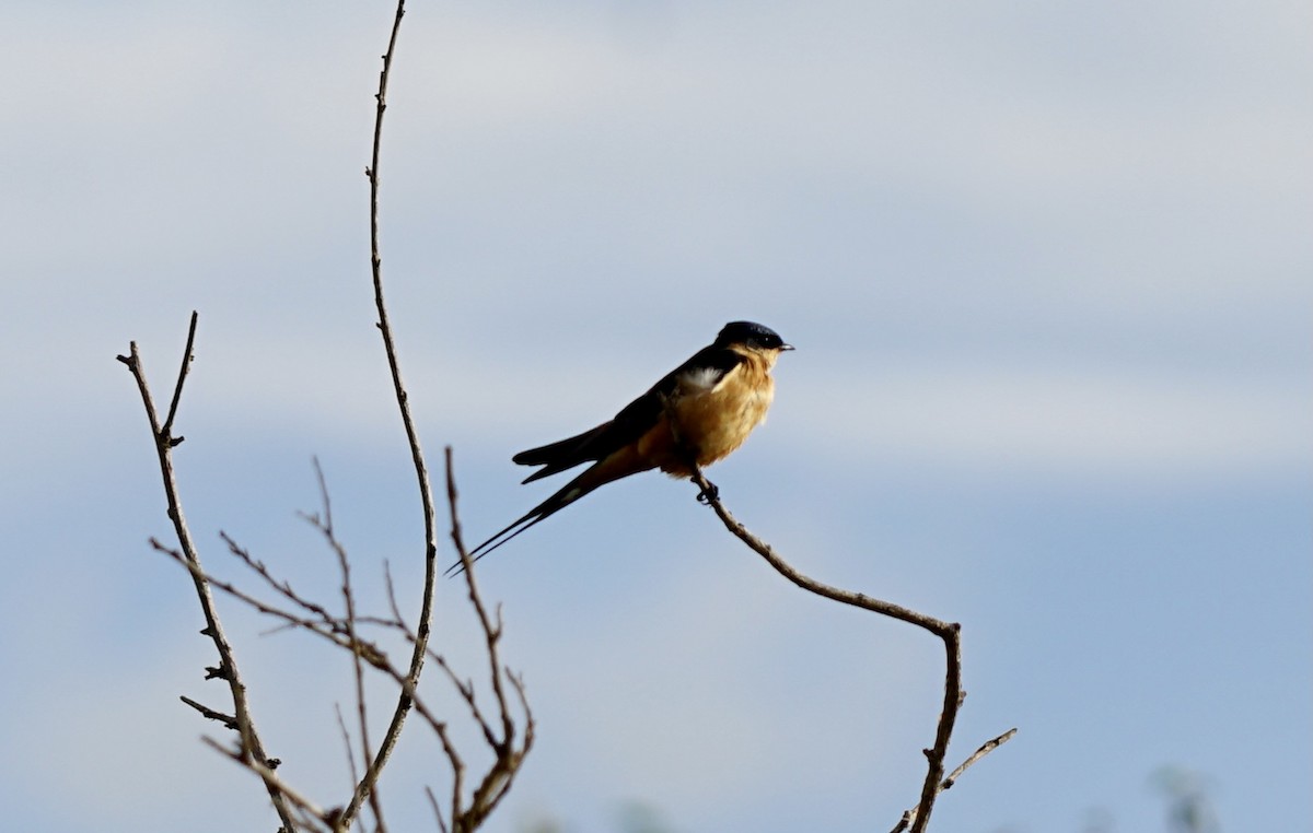 Rufous-chested Swallow - ML622886396