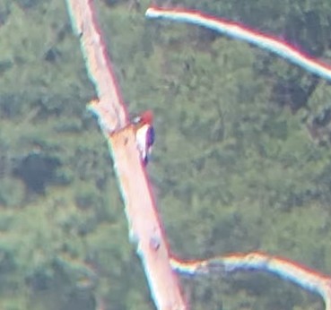 datel červenohlavý - ML622886400