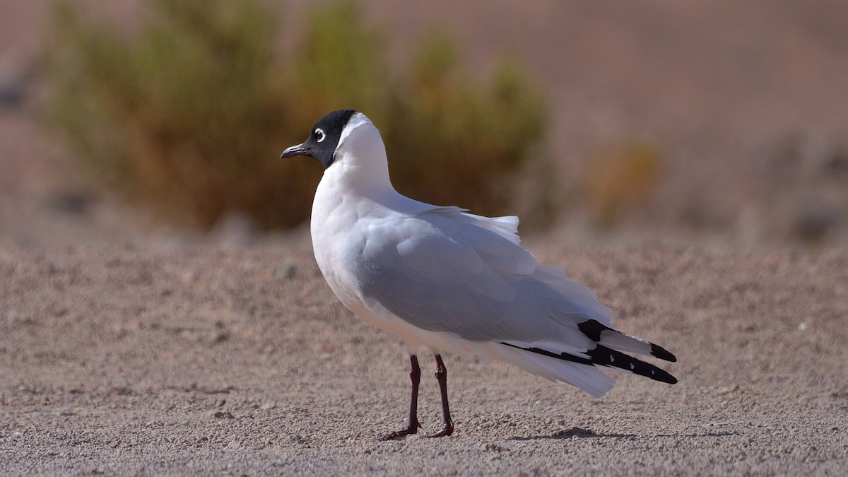 Andean Gull - ML622886420