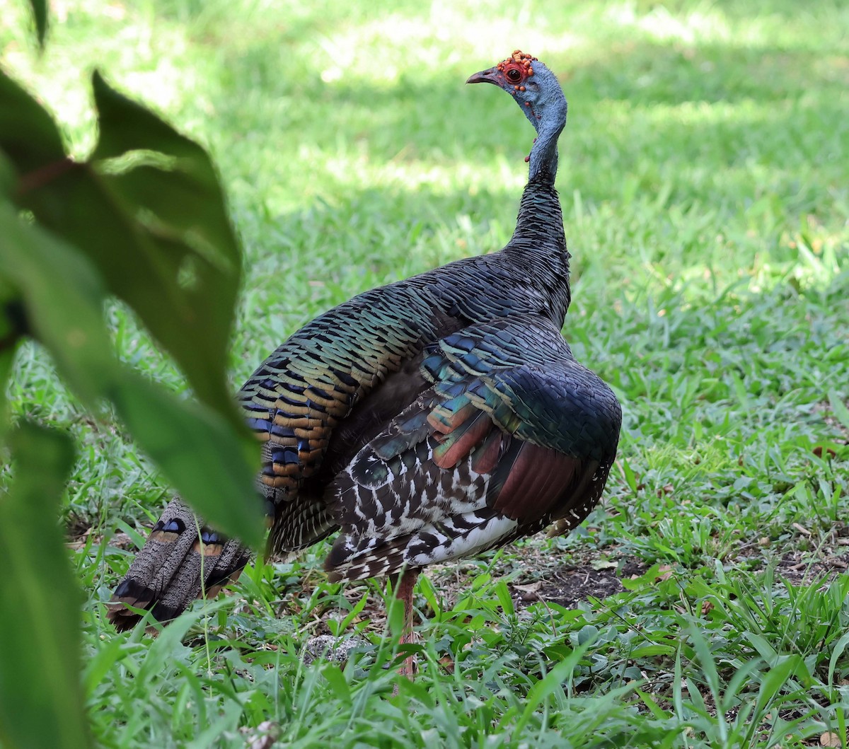 Ocellated Turkey - ML622886572