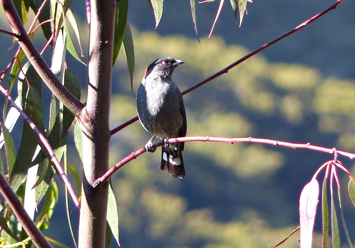 Red-crested Cotinga - ML622886674