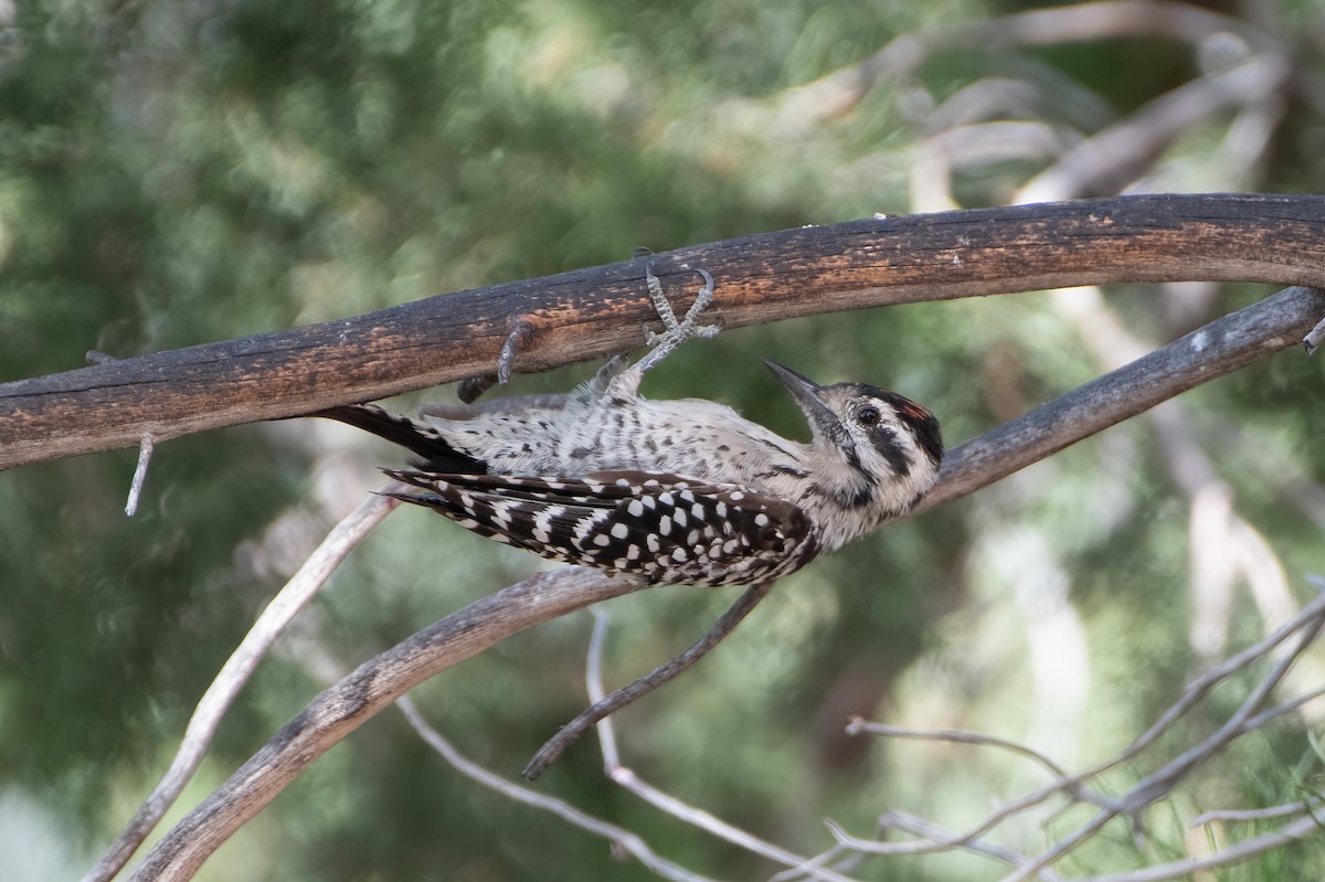 Ladder-backed Woodpecker - ML622886691