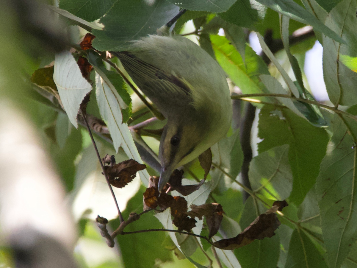 Black-whiskered Vireo - ML622886712