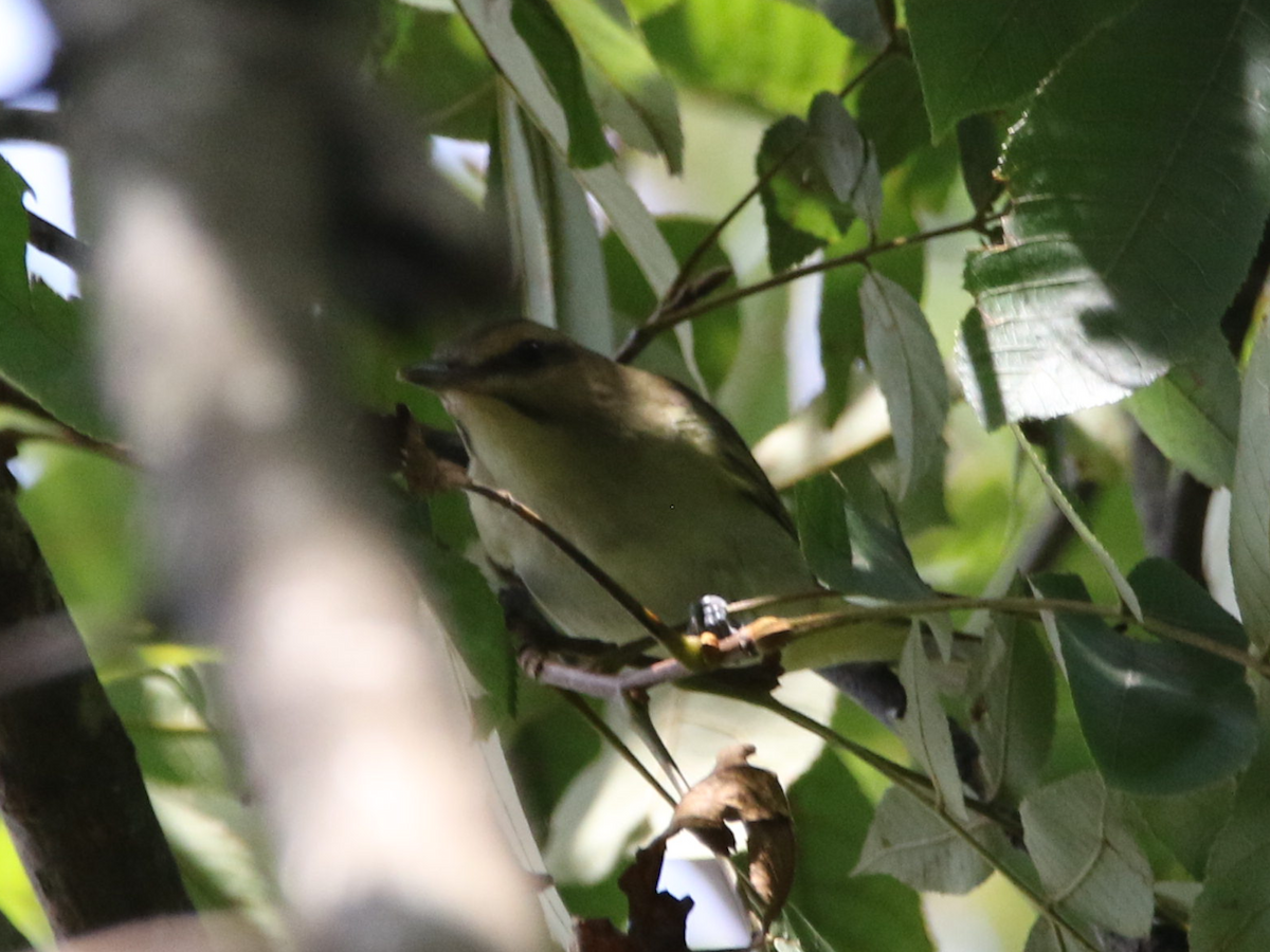 Black-whiskered Vireo - ML622886713