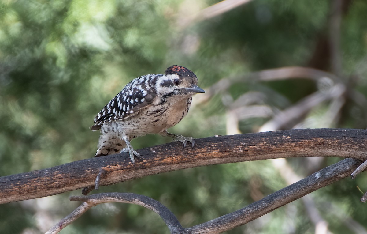 Ladder-backed Woodpecker - ML622886723