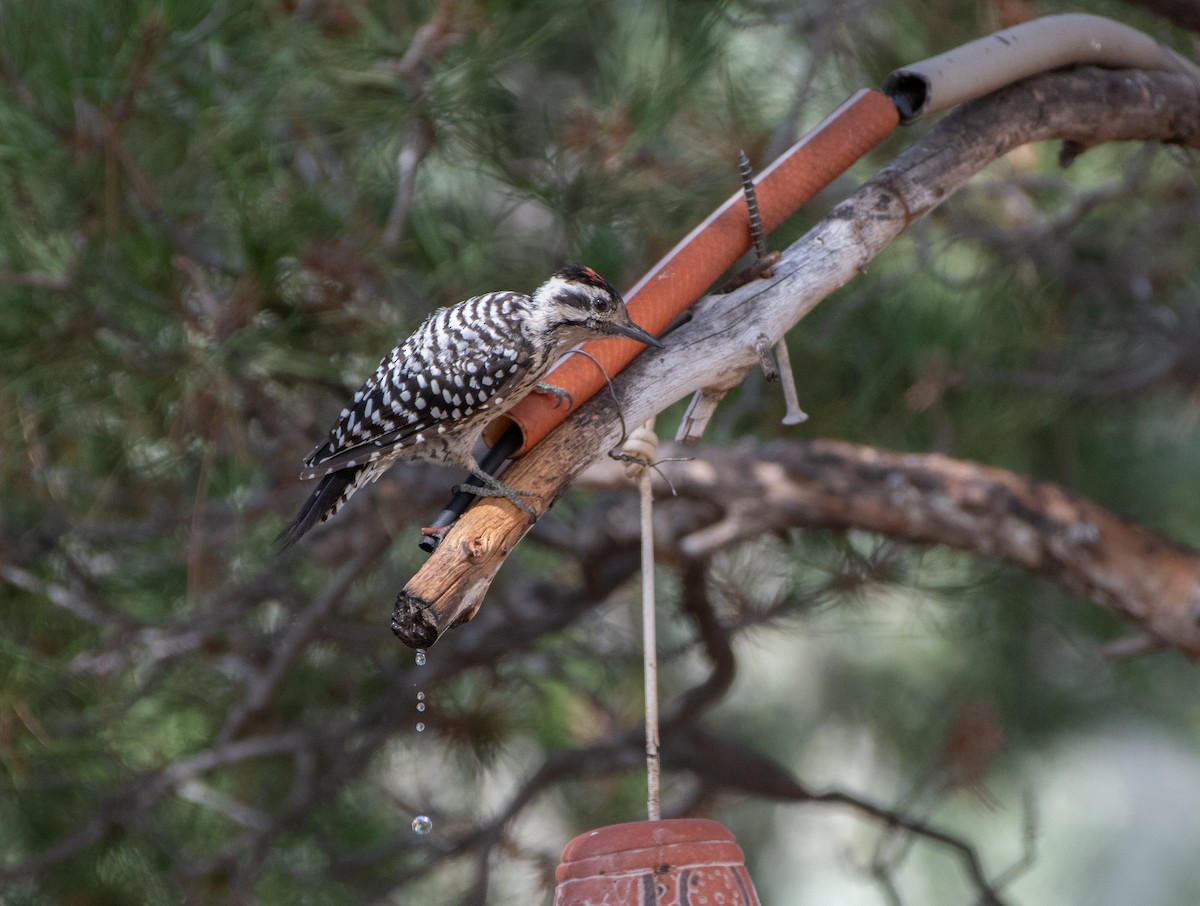 Ladder-backed Woodpecker - ML622886785