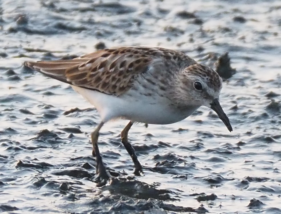 Least Sandpiper - ML622886823