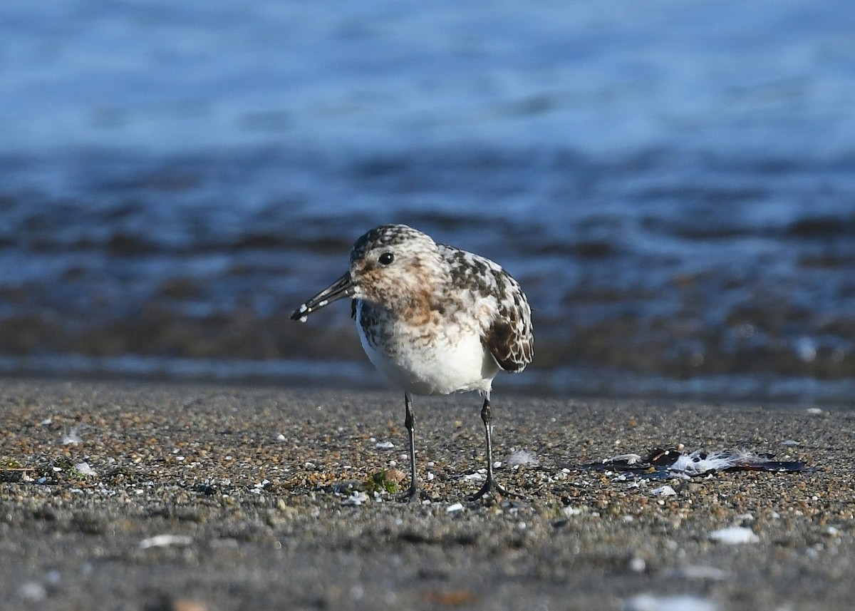 Sanderling - ML622886846