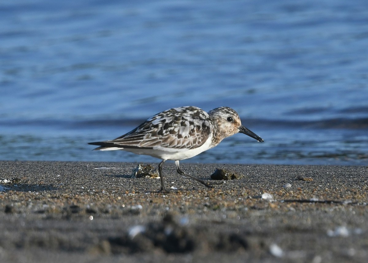 Sanderling - ML622886850