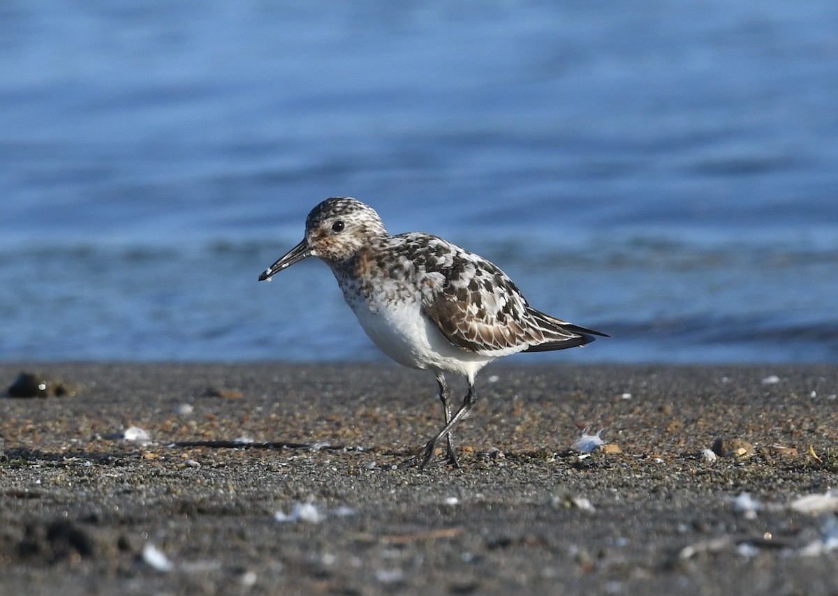 Sanderling - ML622886860