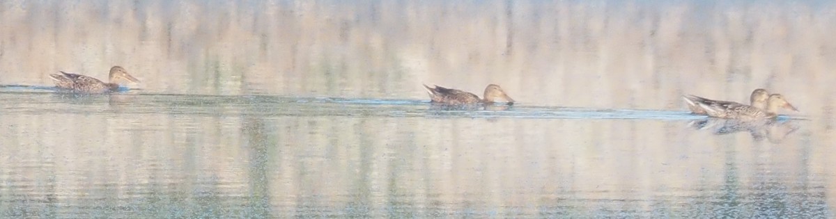 Northern Shoveler - ML622886868