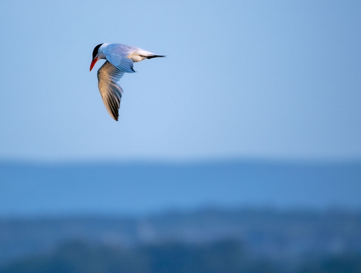 Caspian Tern - ML622886890